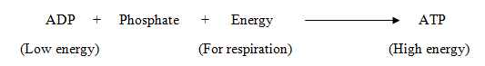 Energy stored in Respiration in plants