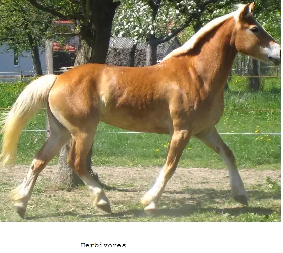Horse(herbivores)