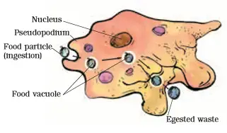 structure of amoeba