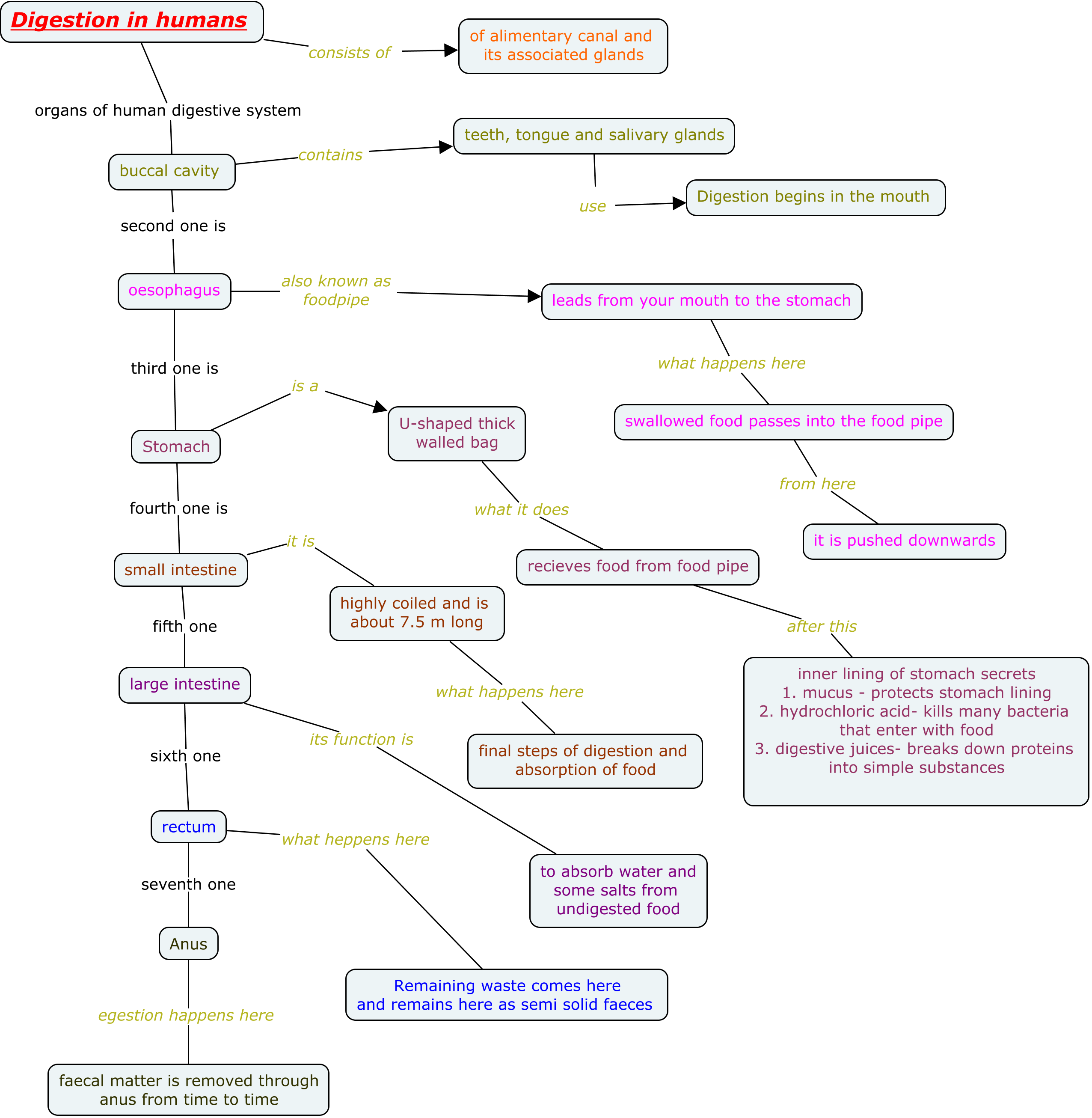 Digestion in humans