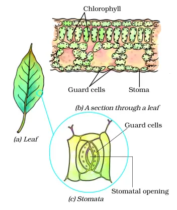 Nutretion in plants