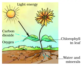 process of photosynthesis