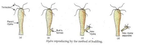 Reproduction  and Asexual Reproduction