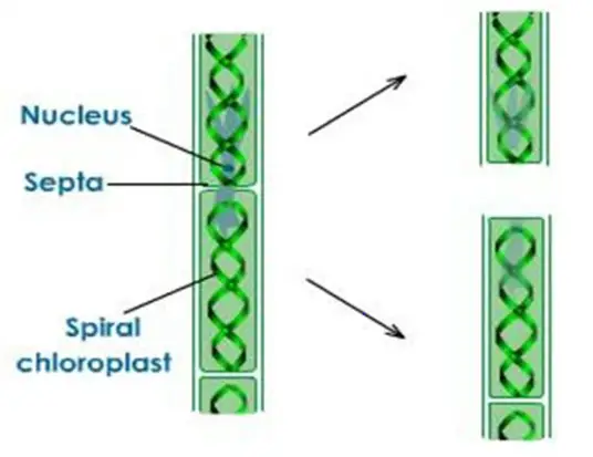 Reproduction  and Asexual Reproduction