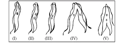 How do organism reproduce class 10 MCQ