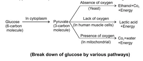 Life processes class 10 ncert solutions Science