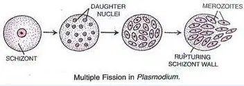 Reproduction  and Asexual Reproduction