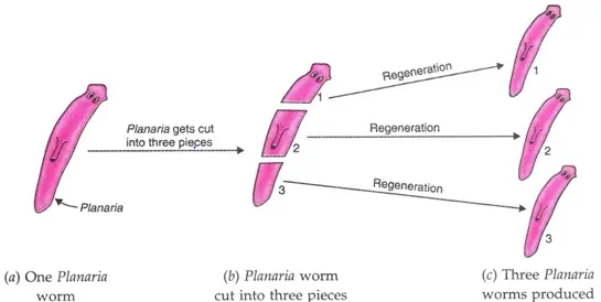 Reproduction  and Asexual Reproduction