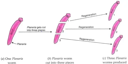 How do organisms reproduce class 10 notes