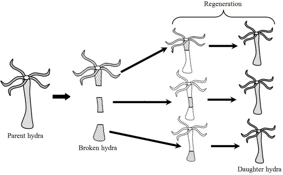 Reproduction  and Asexual Reproduction