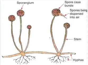 Class 10 Reproduction and Asexual Reproduction biology notes