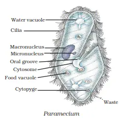 Kingdom Protista | Diversity in living organisms class 9 notes