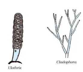 Thallophyta