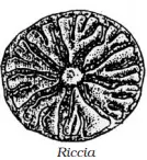 Bryophyta