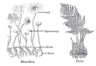 Pteridophyta