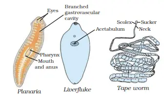 Phylum- Platyhelminthes
