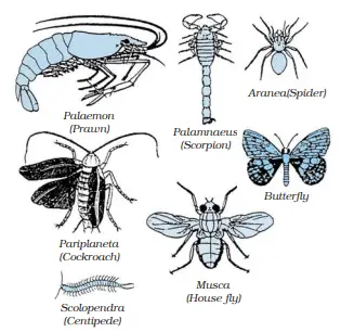 Phylum Arthropoda