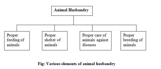 Various elements of animal husbandry