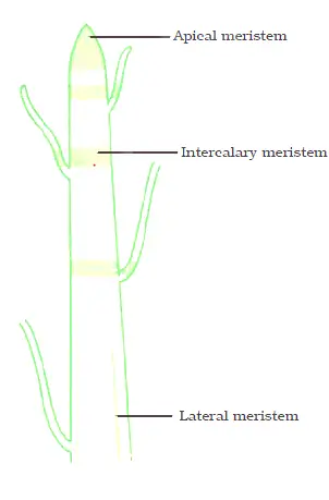 Chapter Notes: Tissues - Class 9 Science (Plant tissues)