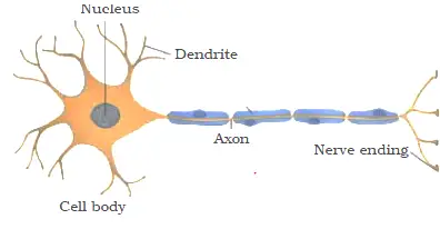 labeled nervous tissue