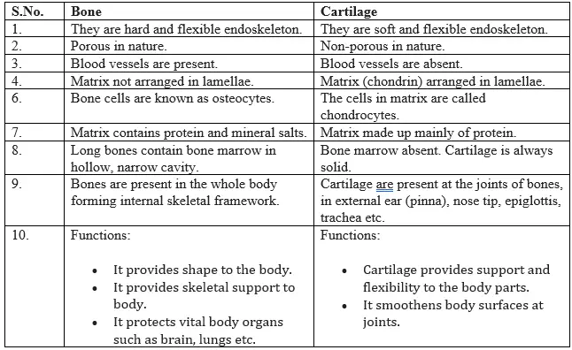 epidermis class 9 notes