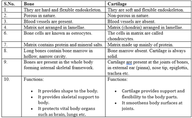 Detailed Tissues class 9 notes (NCERT book chapter 6)