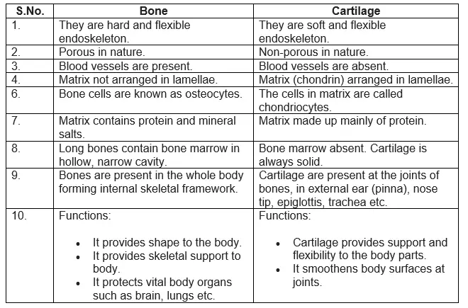 Differentiate between bone and cartilage