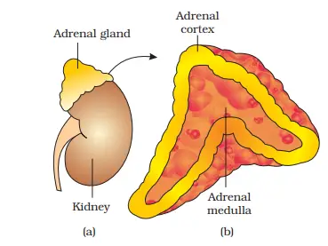 Adrenal Gland