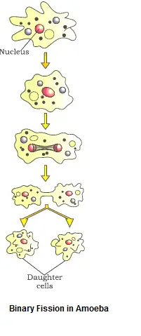 dysregulated fission meaning