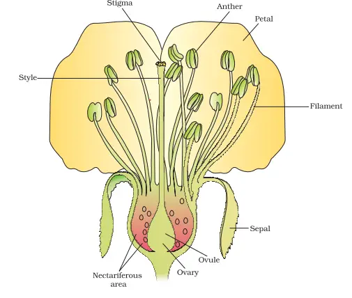 Parts Of A Female Flower Diagram