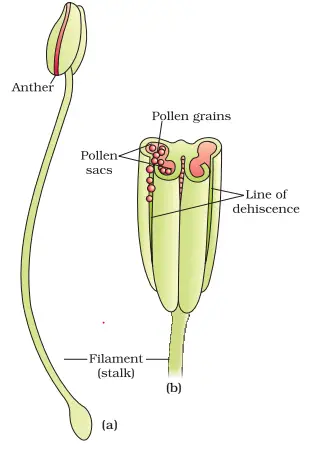 Sexual Reproduction In Flowering Plants Notes Chapter 2 Class 12 Biology