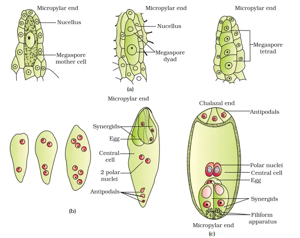 Sexual Reproduction In Flowering Plants Notes Chapter 2 Class 12 Biology 