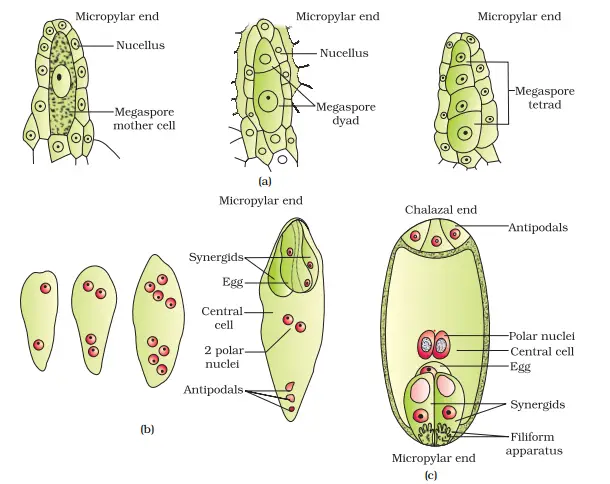 Sexual Reproduction In Flowering Plants Notes Chapter 2 Class 12 Biology 5329