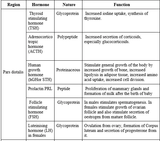 endocrine system functions