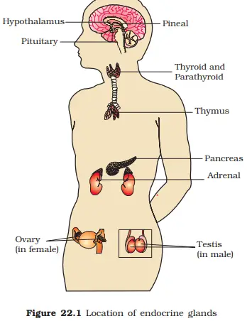 Endocrine Glands| Human Endrocrine system