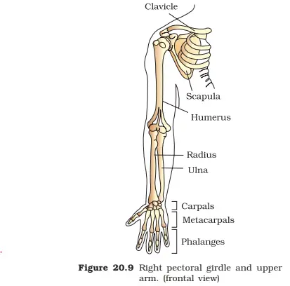 Diagram Of Right Pectoral Girdle And Upper Arm, Class 11