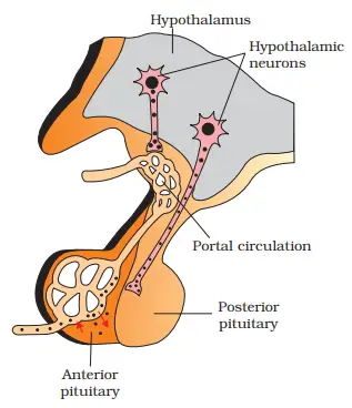 Pituitary gland