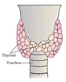 Thyroid gland