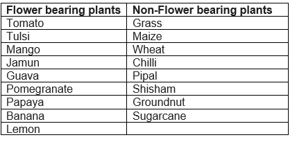 NCERT Solutions for Class 6 Science Chapter 4 Getting to Know Plants