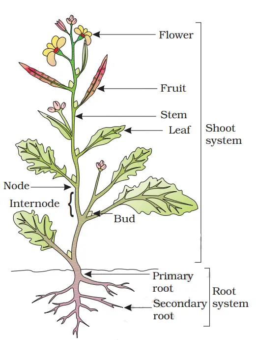 food where does it come from class 6 notes