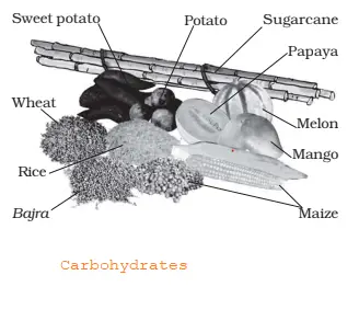 NCERT Solutions for Class 6 Science Chapter  Components of Food