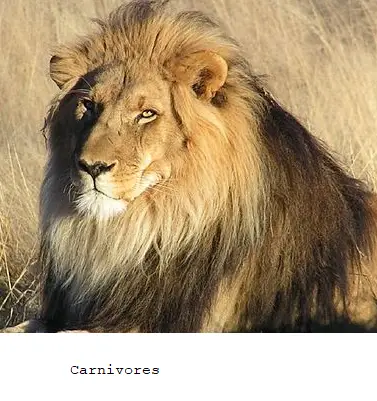 Lion (Carnivores)