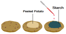 Components of food class 6 questions and answers