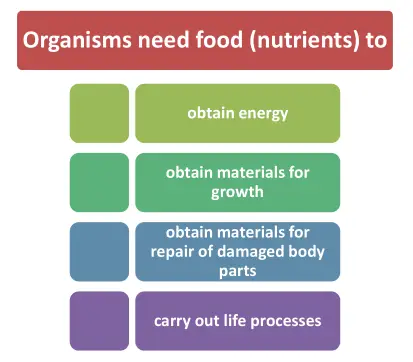 why do organism need foods