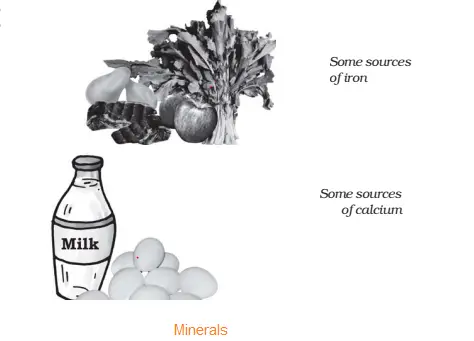 NCERT Solutions for Class 6 Science Chapter  Components of Food