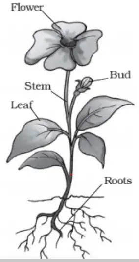 Important Questions for Class 6 Science Chapter 1 Food: Where does it come from