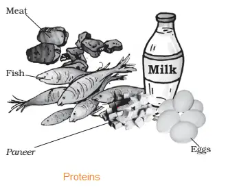 NCERT Solutions for Class 6 Science Chapter  Components of Food