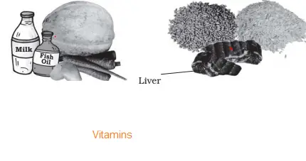 NCERT Solutions for Class 6 Science Chapter  Components of Food