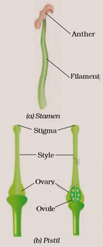 reproduction in plants