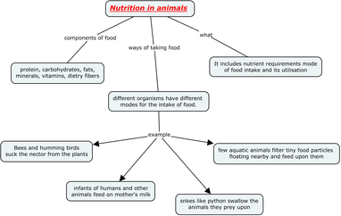 nutrition in animals for class 7 for CBSE